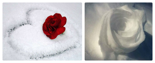 роза из снега